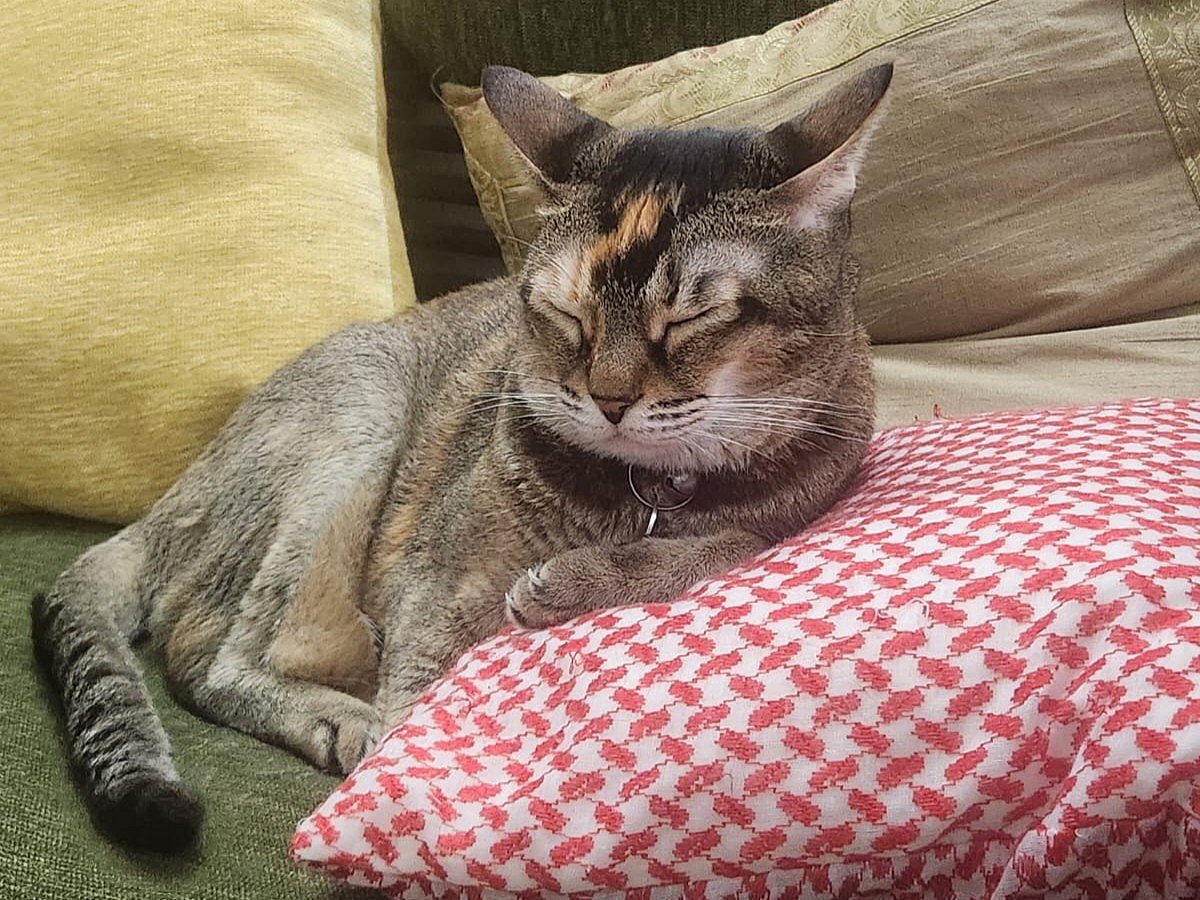 You might think cats are not like dogs; the truth is that they just need a slightly different approach 