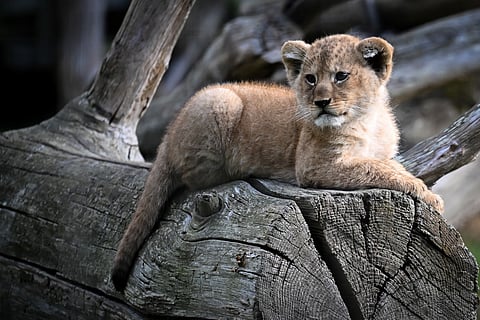 The family has filed an official report, prompting the Public Prosecution to launch a full investigation. For illustrative purposes only.