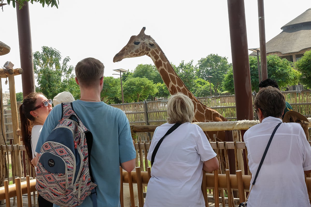 Visitors feeding a giraffe at Dubai Safari Park.