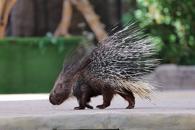 Porcupine during Echoes of the Wild Pressentation show at Dubai Safari Park. 