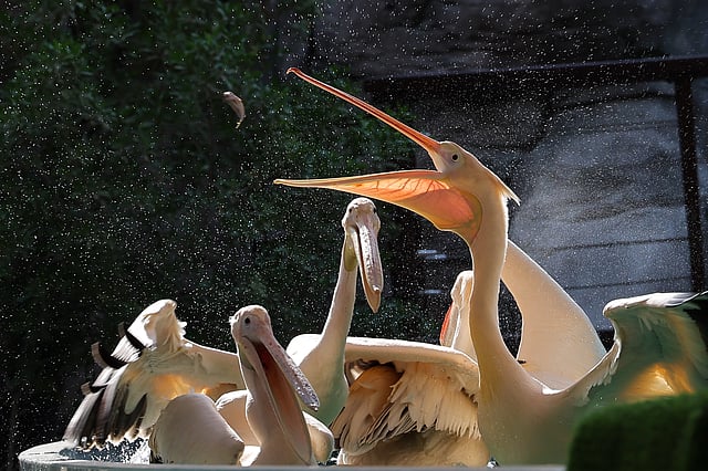 Pelicans during Echoes of the Wild Pressentation show at Dubai Safari Park.