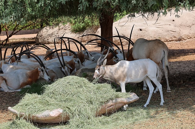 Arabian Oryx and Addax at Dubai Safari Park.