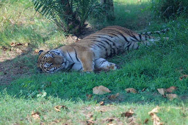 Tiger at  Dubai Safari Park. 