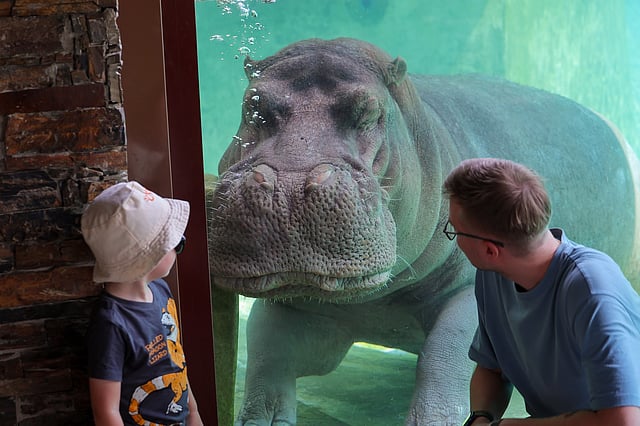 Hippopotamus at  Dubai Safari Park.
