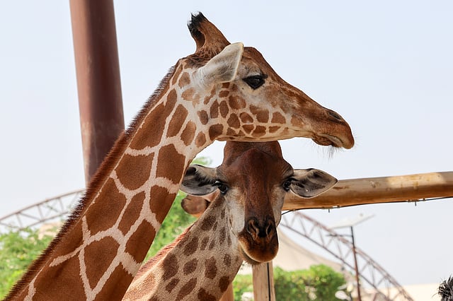 Giraffe at Dubai Safari Park.