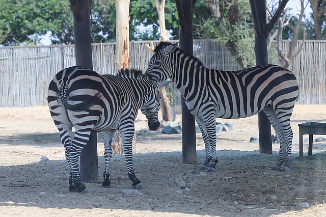 Zebras at  Dubai Safari Park. 
