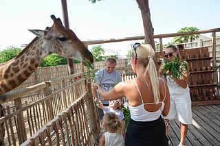 Visitors feeding giraffe at  Dubai Safari Park. Photo: Virendra Saklani/Gulf News