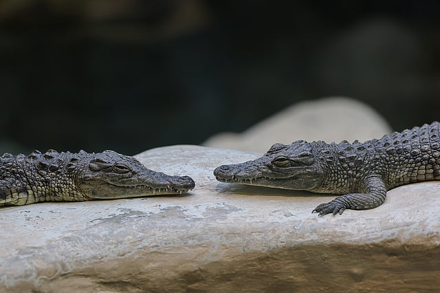 Nile crocodiles at Dubai Safari Park.