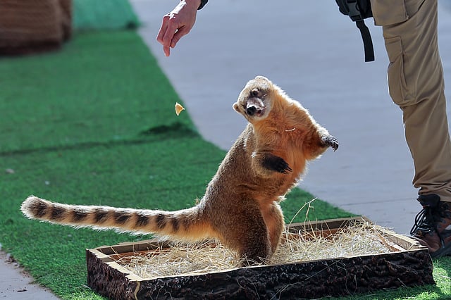 Coati during Echoes of the Wild Pressentation show at Dubai Safari Park.