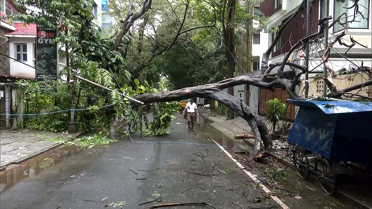 Trees uprooted in the Choolaimedu area due to heavy rainfall, in Chennai on Wednesday.  