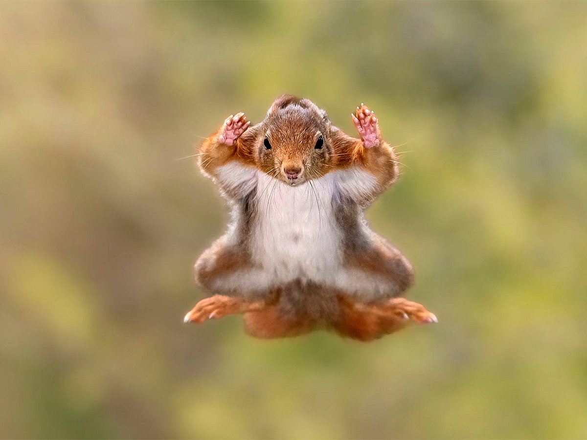 These perfectly timed moments reveal nature’s humour and heart, proving that the wild can make us smile as much as it can inspire awe. Winners are announced December 9. Above, photographer Stefan Cruysberghs captured this whimsical moment of a red squirrel mid-leap, appearing to surrender with arms outstretched in mid-air. Shot from a wooden hide in a forest once teeming with squirrels, the image blends humour and agility — a playful tribute to nature’s tiny acrobats and fleeting forest moments.