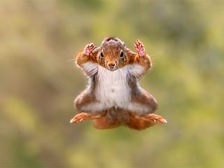 These perfectly timed moments reveal nature’s humour and heart, proving that the wild can make us smile as much as it can inspire awe. Winners are announced December 9. Above, photographer Stefan Cruysberghs captured this whimsical moment of a red squirrel mid-leap, appearing to surrender with arms outstretched in mid-air. Shot from a wooden hide in a forest once teeming with squirrels, the image blends humour and agility — a playful tribute to nature’s tiny acrobats and fleeting forest moments.