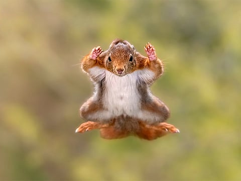 These perfectly timed moments reveal nature’s humour and heart, proving that the wild can make us smile as much as it can inspire awe. Winners are announced December 9. Above, photographer Stefan Cruysberghs captured this whimsical moment of a red squirrel mid-leap, appearing to surrender with arms outstretched in mid-air. Shot from a wooden hide in a forest once teeming with squirrels, the image blends humour and agility — a playful tribute to nature’s tiny acrobats and fleeting forest moments.