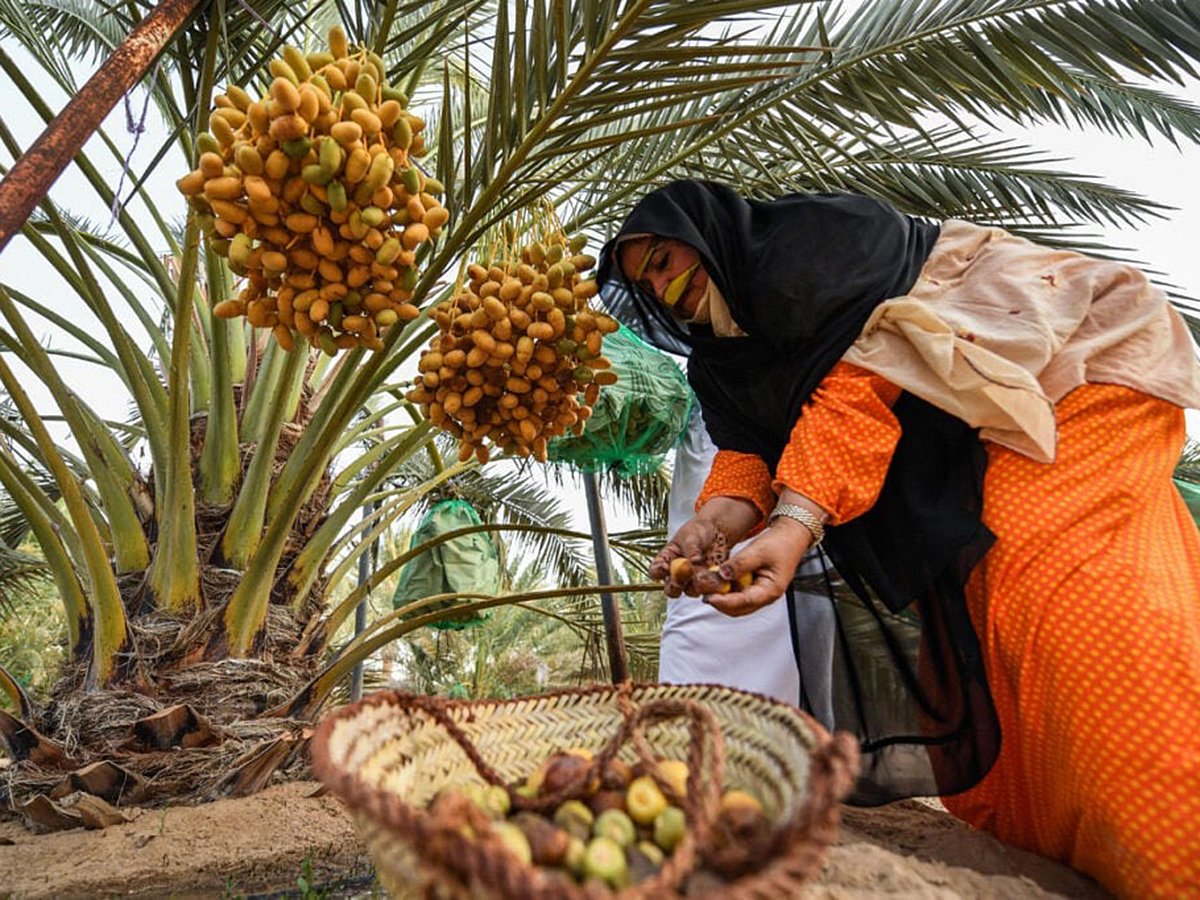 From date contests to camel shows, the annual event honours Emirati culture and craftsmanship.