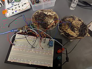 A report published via The Ohio State University outlines how common fungi were dehydrated, wired, and used as organic memristors.
