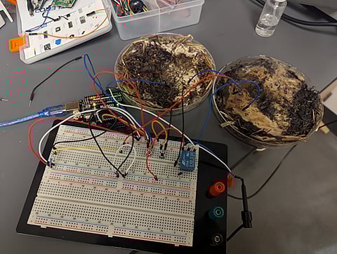 A report published via The Ohio State University outlines how common fungi were dehydrated, wired, and used as organic memristors.