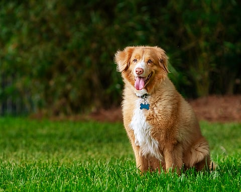 Over the next decade, his Shanghai-based organisation, Paw for Heal, has trained over 5,000 dogs, with 400 passing professional therapy certifications. Many of these dogs were rescued strays, proving second chances aren’t just for humans. 