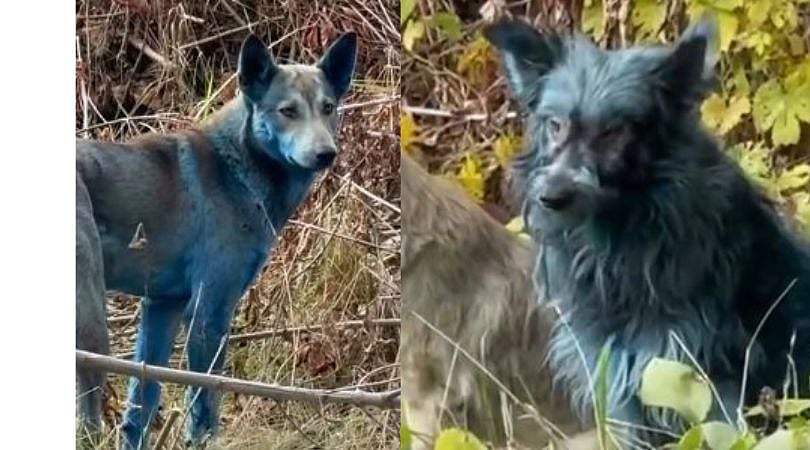 The organisation posted a video on Instagram showing several hounds sporting bright blue coats — a first for the radioactive wasteland.