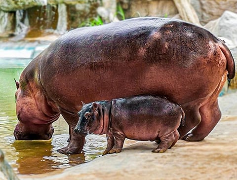 Meet baby hippo Kibbo at Emirates Park Zoo & Resort in Abu Dhabi
