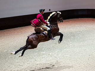Sheikh Mansour unveils Abu Dhabi Royal Equestrian Arts