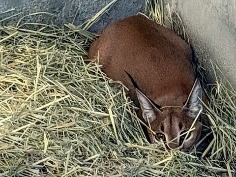 Sharjah Police foil illegal wildlife trade, endangered lynxes and foxes rescued