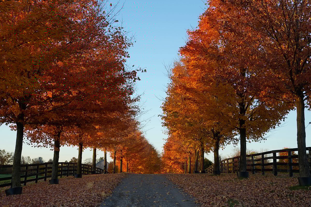 Rows of colourful trees line a quiet farm road in Caledon, Ontario, showcasing the beauty of autumn.