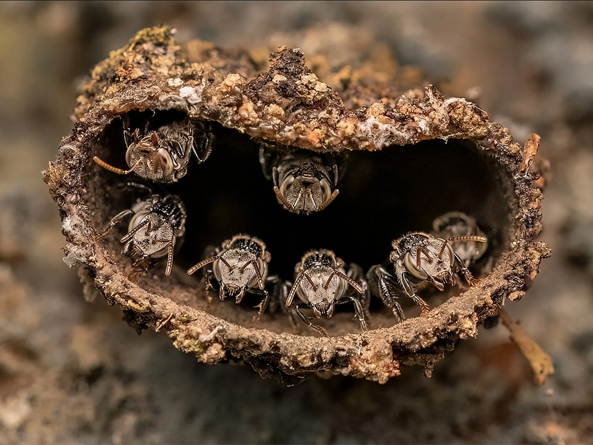 Rithved Girishkumar, captured stingless bees guarding their nest in southwest India. Built from wax, resin, and mud, the tiny fortress highlights the delicate balance between pollinators and their changing environment.