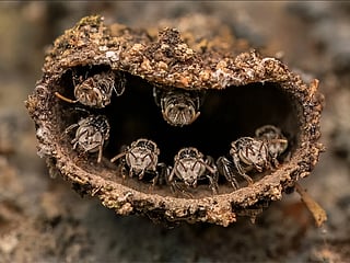 Rithved Girishkumar, captured stingless bees guarding their nest in southwest India. Built from wax, resin, and mud, the tiny fortress highlights the delicate balance between pollinators and their changing environment.