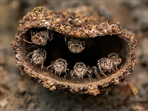 Rithved Girishkumar, captured stingless bees guarding their nest in southwest India. Built from wax, resin, and mud, the tiny fortress highlights the delicate balance between pollinators and their changing environment.