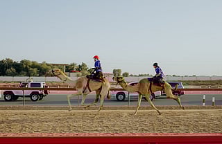 How the C1 Championship is redefining camel racing