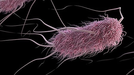 Recent Salmonella contaminations found by US and Canadian health authorities led to recalls of products sold to customers.