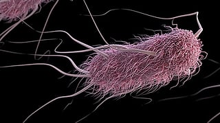 Recent Salmonella contaminations found by US and Canadian health authorities led to recalls of products sold to customers.