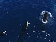 Orcas filmed hunting great white sharks off Mexico