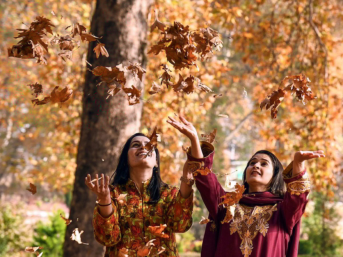 Women toss dry Chinar leaves at Nishat Bagh as autumn paints Srinagar in brilliant shades of red, gold and amber — capturing the warm glow of Kashmir’s breathtaking season.