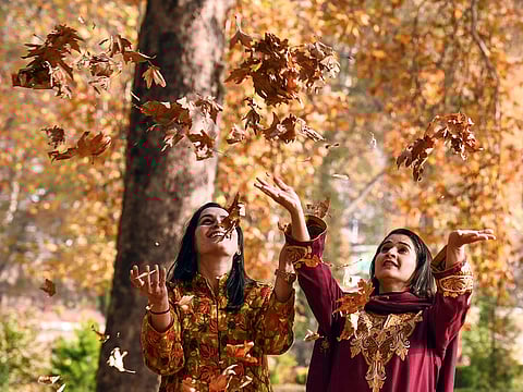 Women toss dry Chinar leaves at Nishat Bagh as autumn paints Srinagar in brilliant shades of red, gold and amber — capturing the warm glow of Kashmir’s breathtaking season.