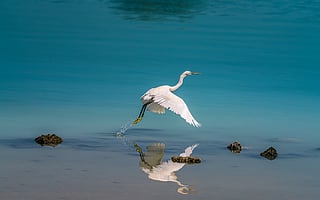 Captured by Ranjith P. G, a passionate wildlife and nature photographer, this serene morning scene from Al Dhafra, Abu Dhabi, highlights the EAD mangrove conservation project, now teeming with diverse wildlife and natural beauty.