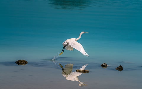 Captured by Ranjith P. G, a passionate wildlife and nature photographer, this serene morning scene from Al Dhafra, Abu Dhabi, highlights the EAD mangrove conservation project, now teeming with diverse wildlife and natural beauty.