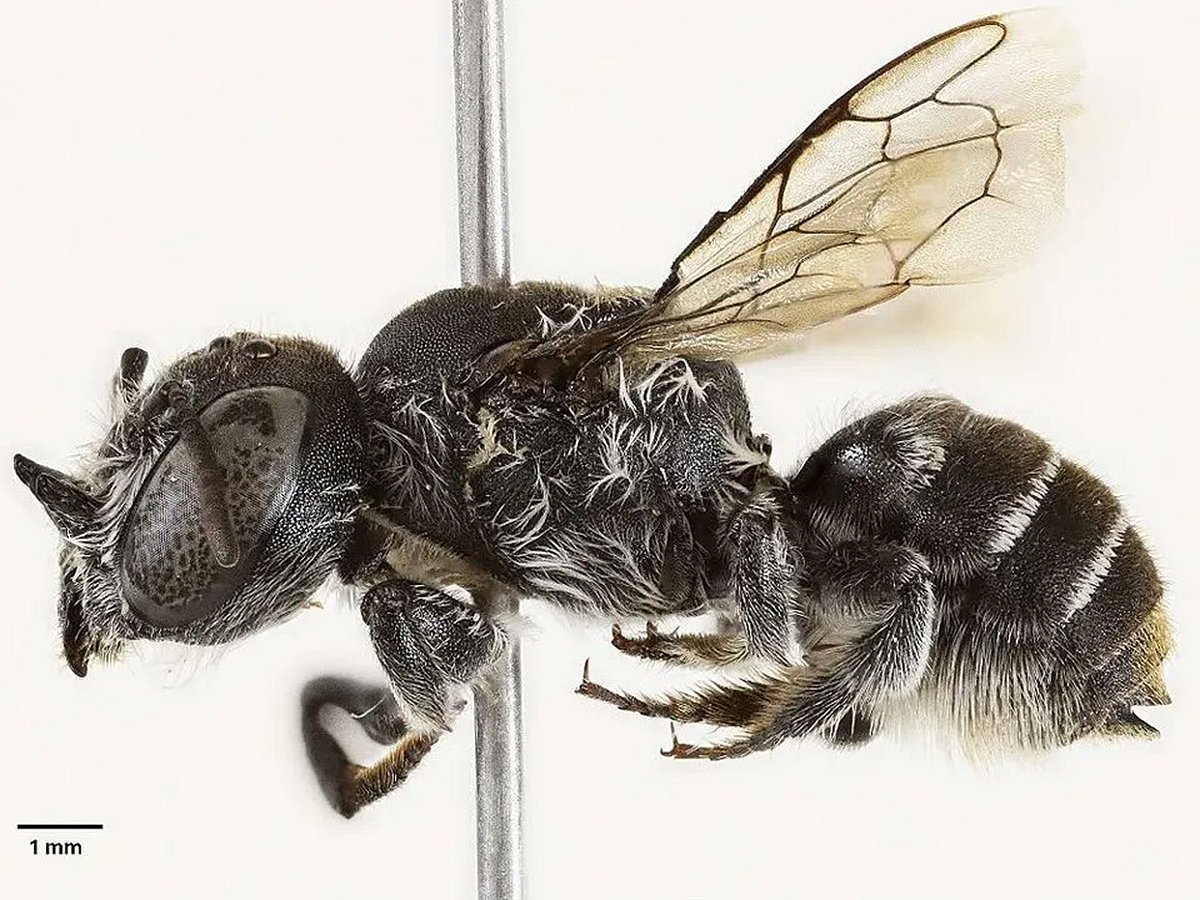The discovery of a new bee has raised hopes about the number of undiscovered species that could still be out there.