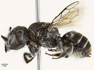 The discovery of a new bee has raised hopes about the number of undiscovered species that could still be out there.