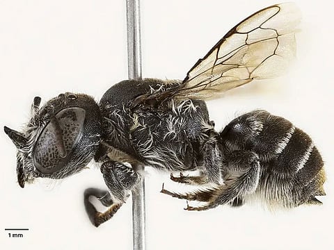 The discovery of a new bee has raised hopes about the number of undiscovered species that could still be out there.