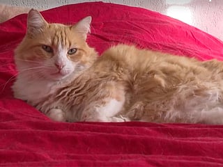 Cat in France banned from going outside by court