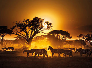 CITES praises India’s Vantara for wildlife conservation