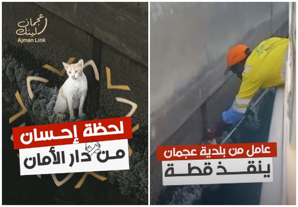Heroic Ajman worker saves terrified cat from ledge