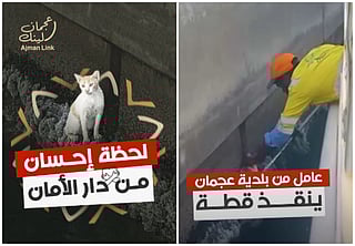  Heroic Ajman worker saves terrified cat from ledge