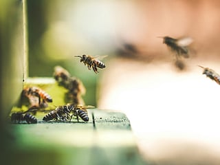 Bees are usually defensive creatures who don't sting unless they feel threatened 