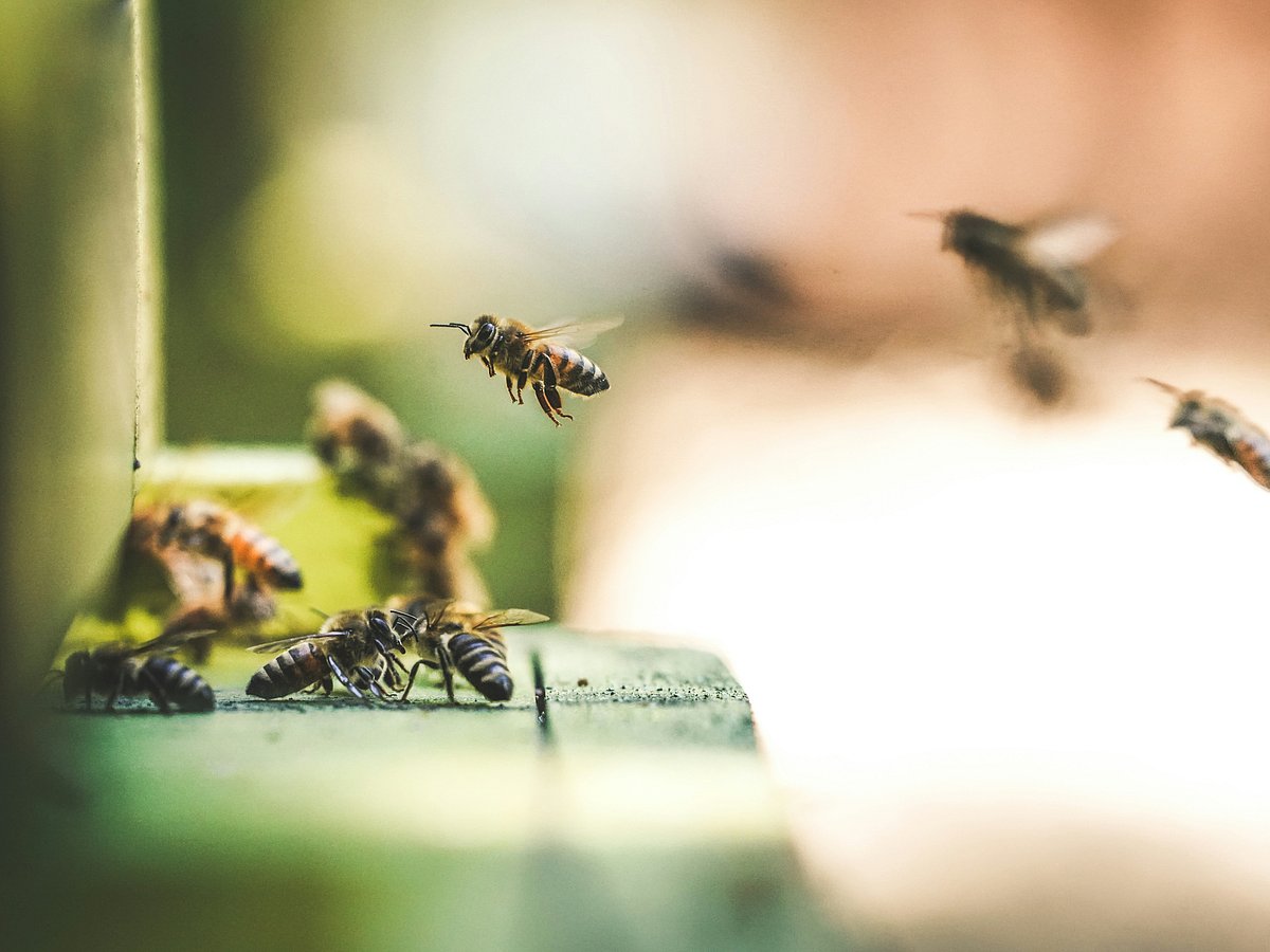 Bees are usually defensive creatures who don't sting unless they feel threatened 