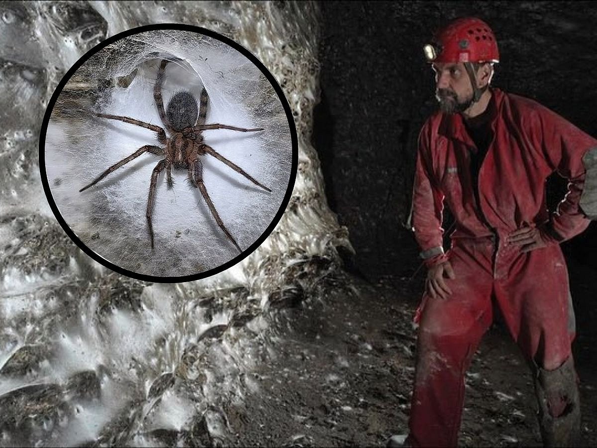 Scientists have just uncovered what might be the world’s largest spiderweb, tucked away deep inside a sulfuric cave on the Albania–Greece border — and it’s a real web-tastic wonder! This colossal sheet covers a whopping 106 square meters (that’s bigger than half a tennis court!) and is home to more than 111,000 spiders, creating a true spider megacity.