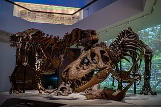The Natural History Museum Abu Dhabi opens in the Saadiyat Cultural District, showcasing rare wonders from across time. Featured here are two Tyrannosaurus rex skeletons — among the world’s most complete and exceptionally well-preserved specimens ever discovered — now on display for visitors.