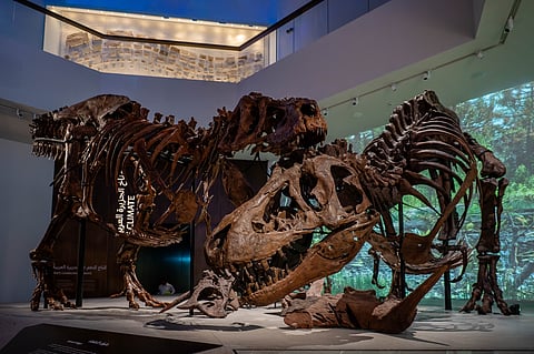 The Natural History Museum Abu Dhabi opens in the Saadiyat Cultural District, showcasing rare wonders from across time. Featured here are two Tyrannosaurus rex skeletons — among the world’s most complete and exceptionally well-preserved specimens ever discovered — now on display for visitors.