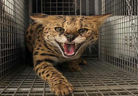 Dubai resident safely hands over serval cat to police, avoids legal penalties